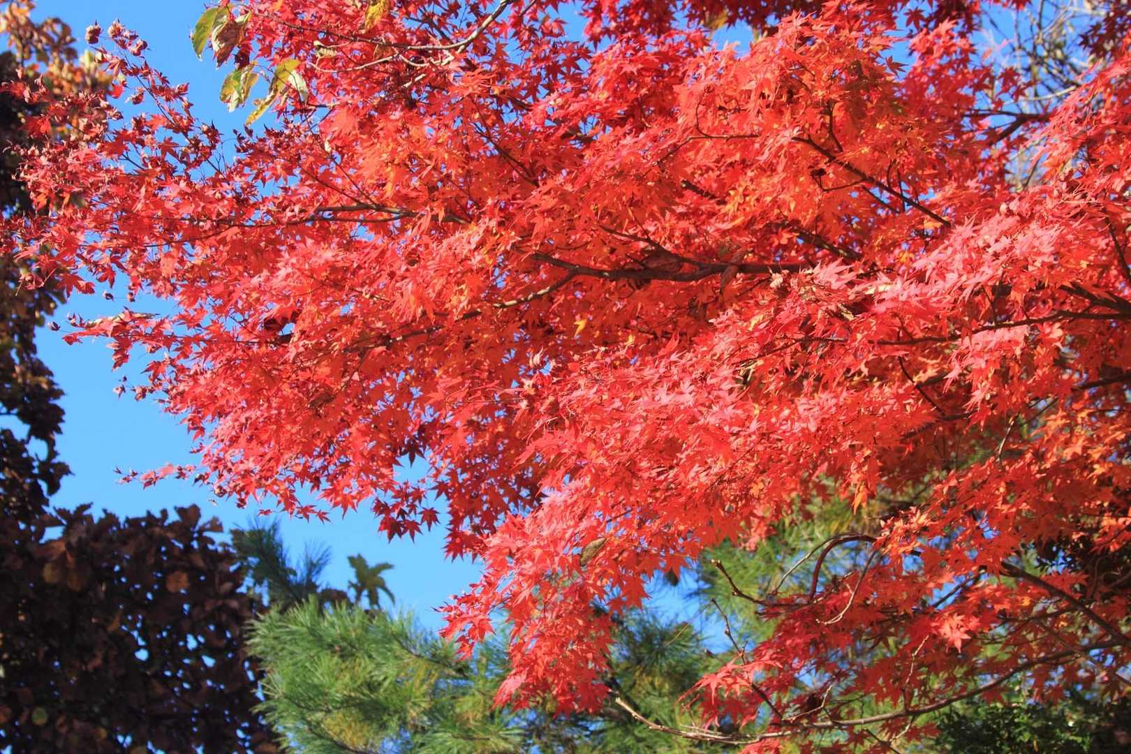 稲荷山コース入口-稲荷山-一丁平園地 往復コースの写真