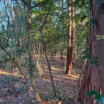 ぐぐっと進んで権現山。黄色いテープに山名かかれてた。うーん。