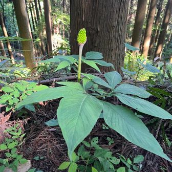 マムシグサ、食べたら毒らしい