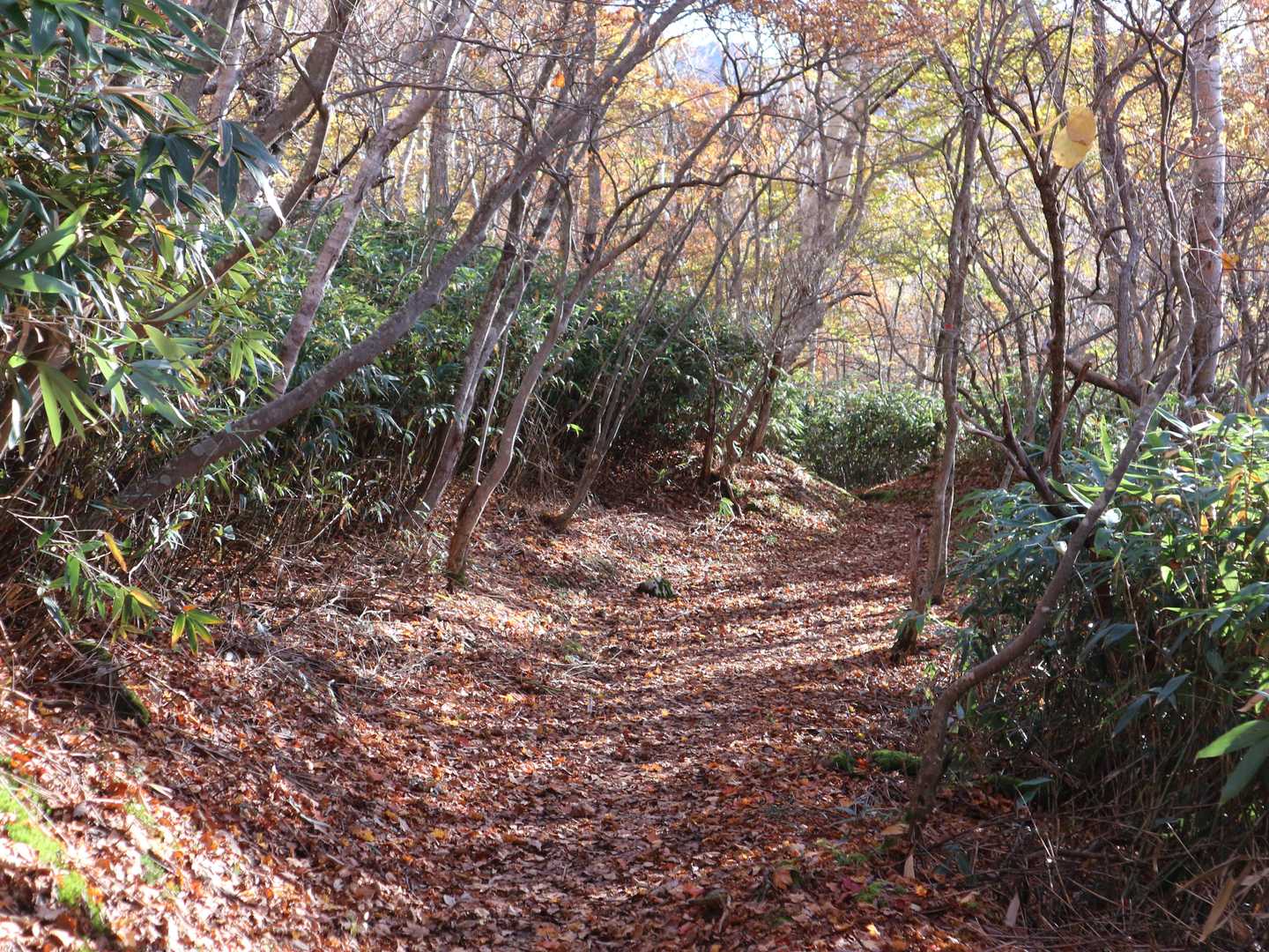 峠の茶屋登山口-朝日の肩-朝日岳-熊見曽根-1900m峰- 周回コースの写真