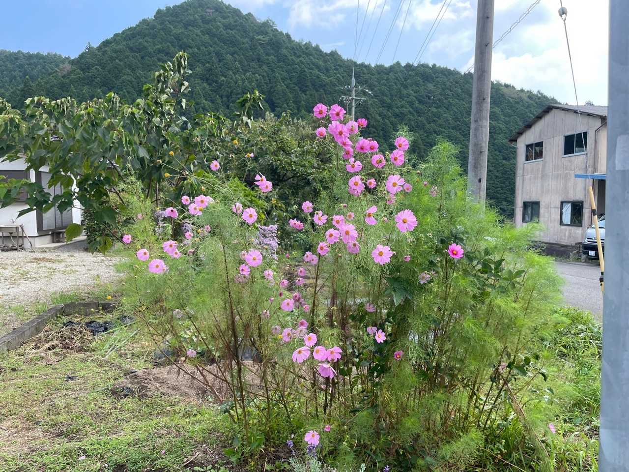 秋桜