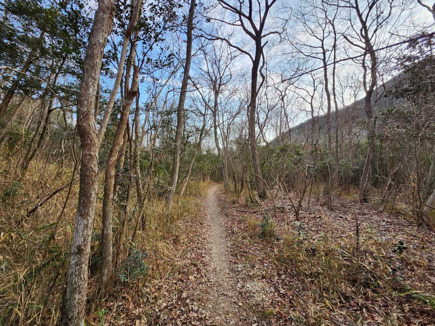 山口登山口-大坂山 周回コースの写真