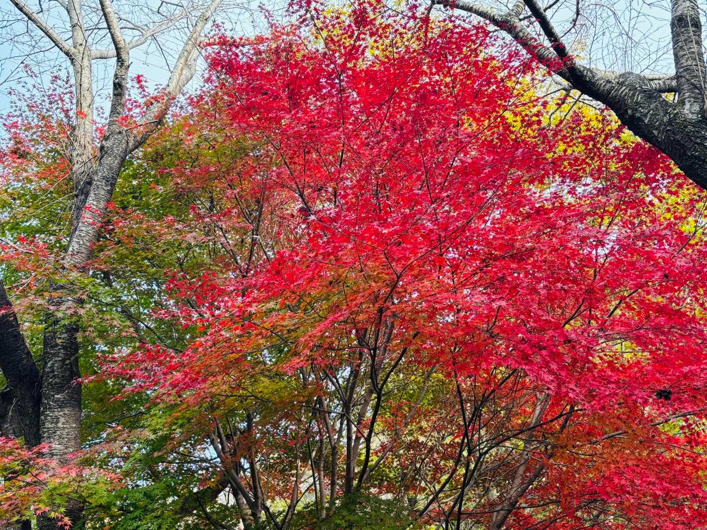 砥神山-御堂山 周回コースの写真