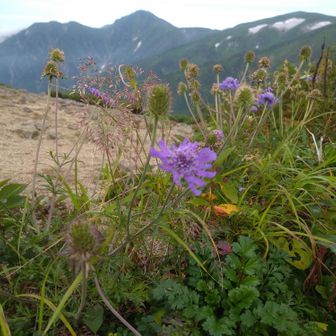 マツムシソウがいっぱいあった。