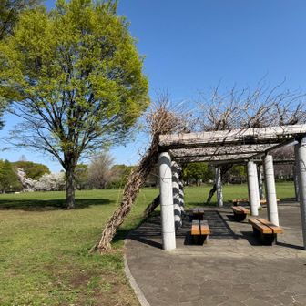 公園て、やっぱり綺麗⛲️