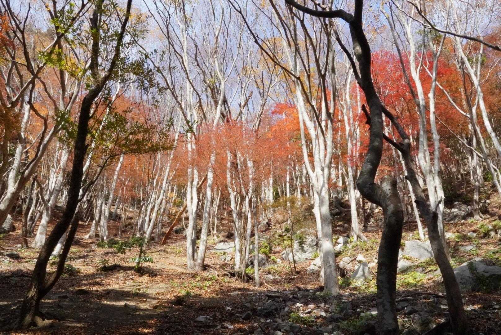 お！突然🟥