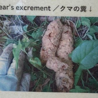 熊の糞について注意表示
