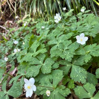 ニリンソウ💖二輪になってる子発見。