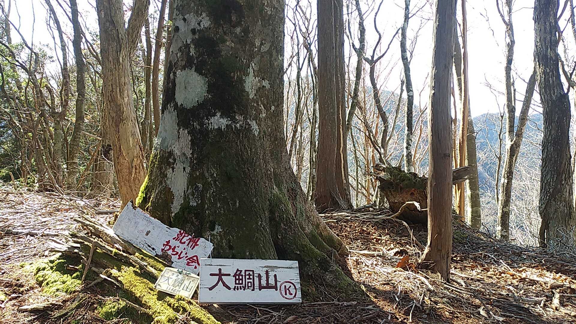 樹間から白鬚岳が見えるようになってきた