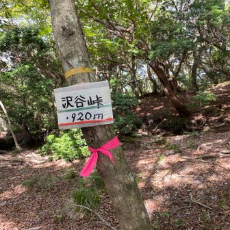ロープのある細いトラバースを緊張しながら渡ったり、木を跨いだりくぐったり、アスレチックな山歩きが続きました🥾