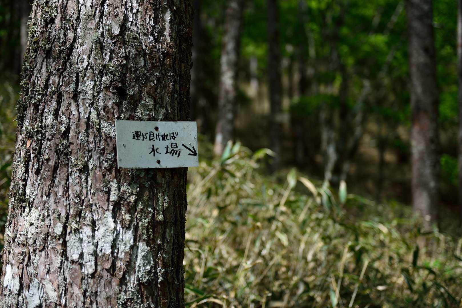 運が良ければ…。