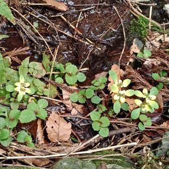 ネコノメソウ。