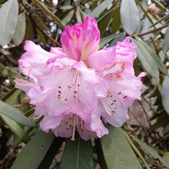 順礼峠のしゃくなげ