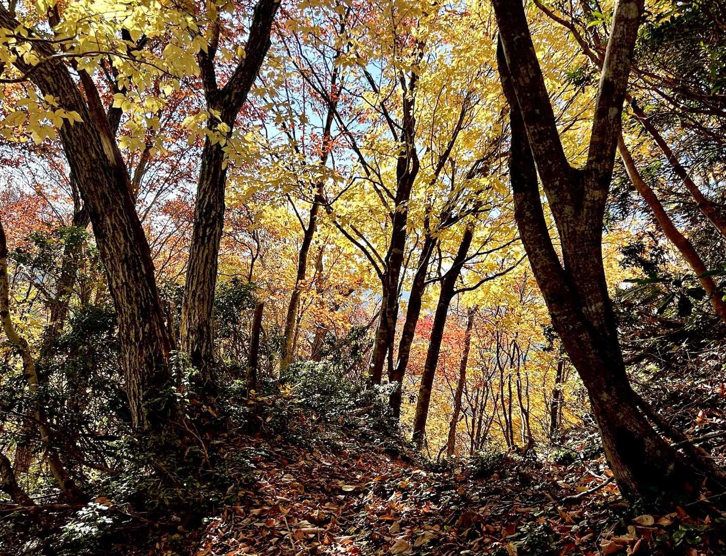 おぉ〜紅葉🍁真っ盛りの💛🧡💛🧡ロード✨