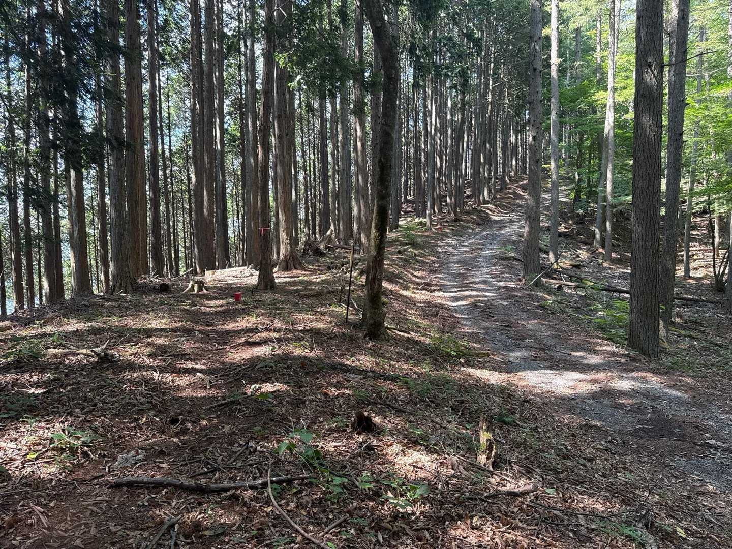 この辺り登山道と林道が並列