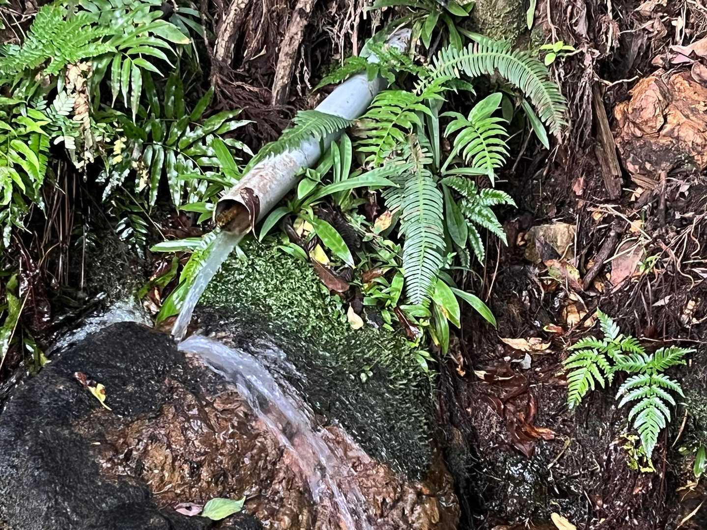 鳩吹の水？
