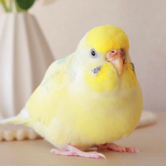 もちらむ