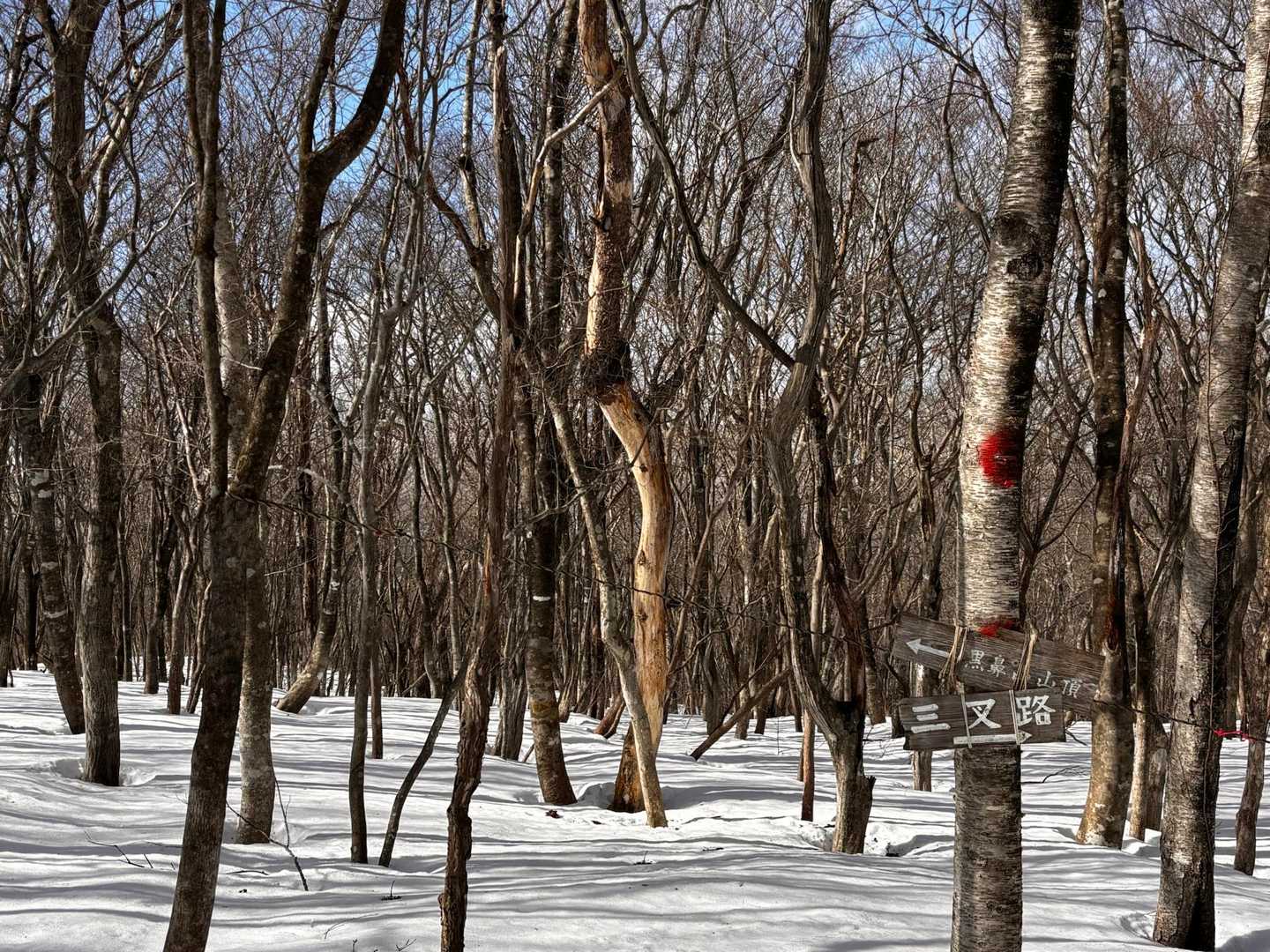 北泉ヶ岳へのルートの三叉路あたりは
林間の好きなところを歩けるスノーシューを楽しむ