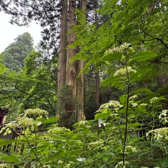 アジサイ越しの三本杉🌲✨
