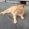 猫のお頭