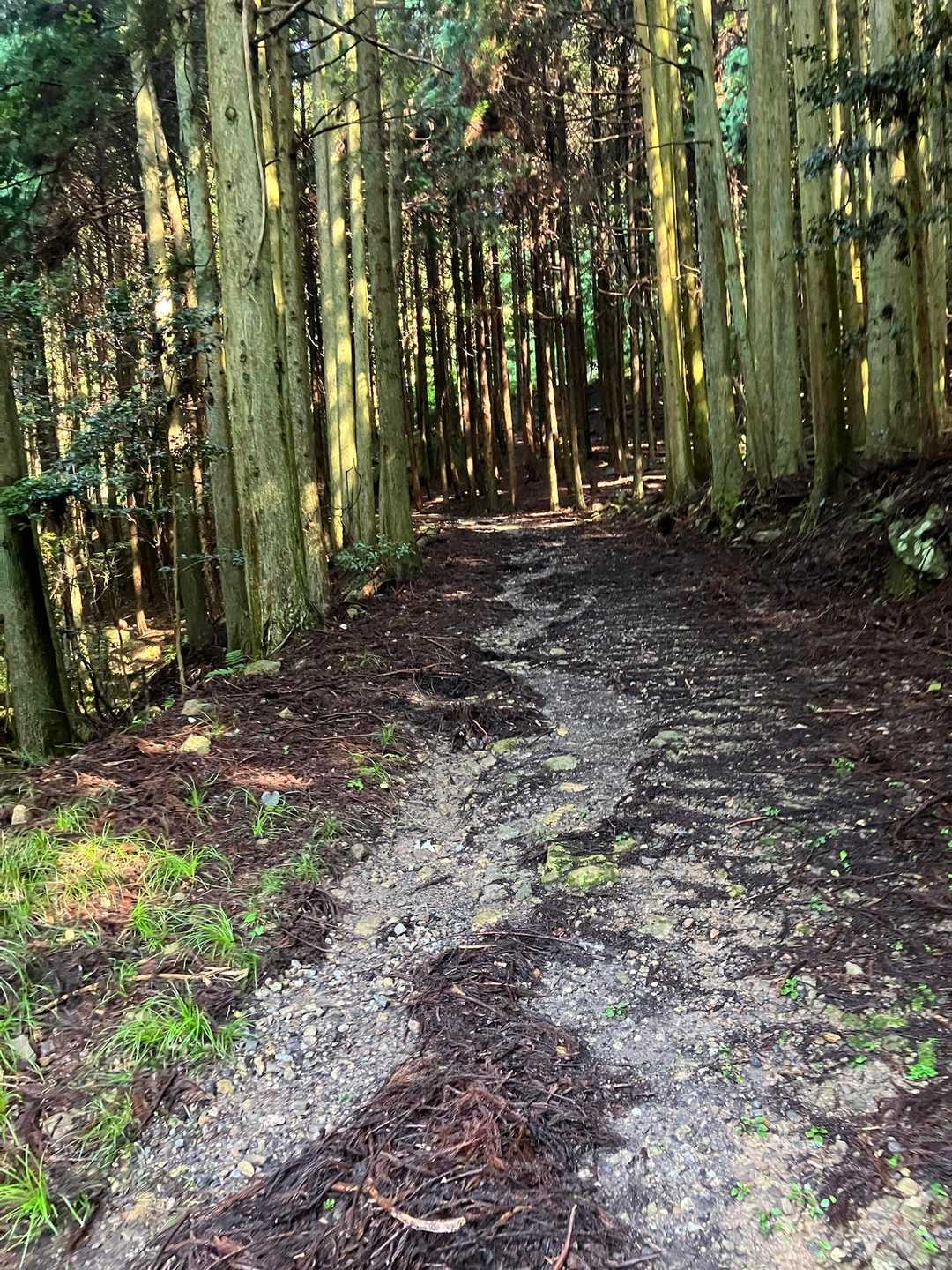熊鈴全開🛎️手で揺らす。