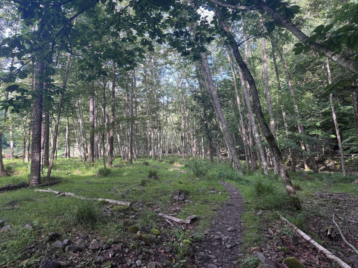 鬼怒沼山 往復コースの写真