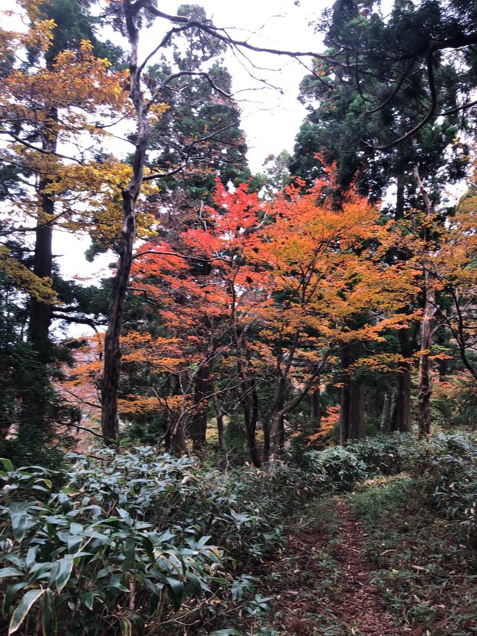 打原峠-安蔵寺山 往復コースの写真