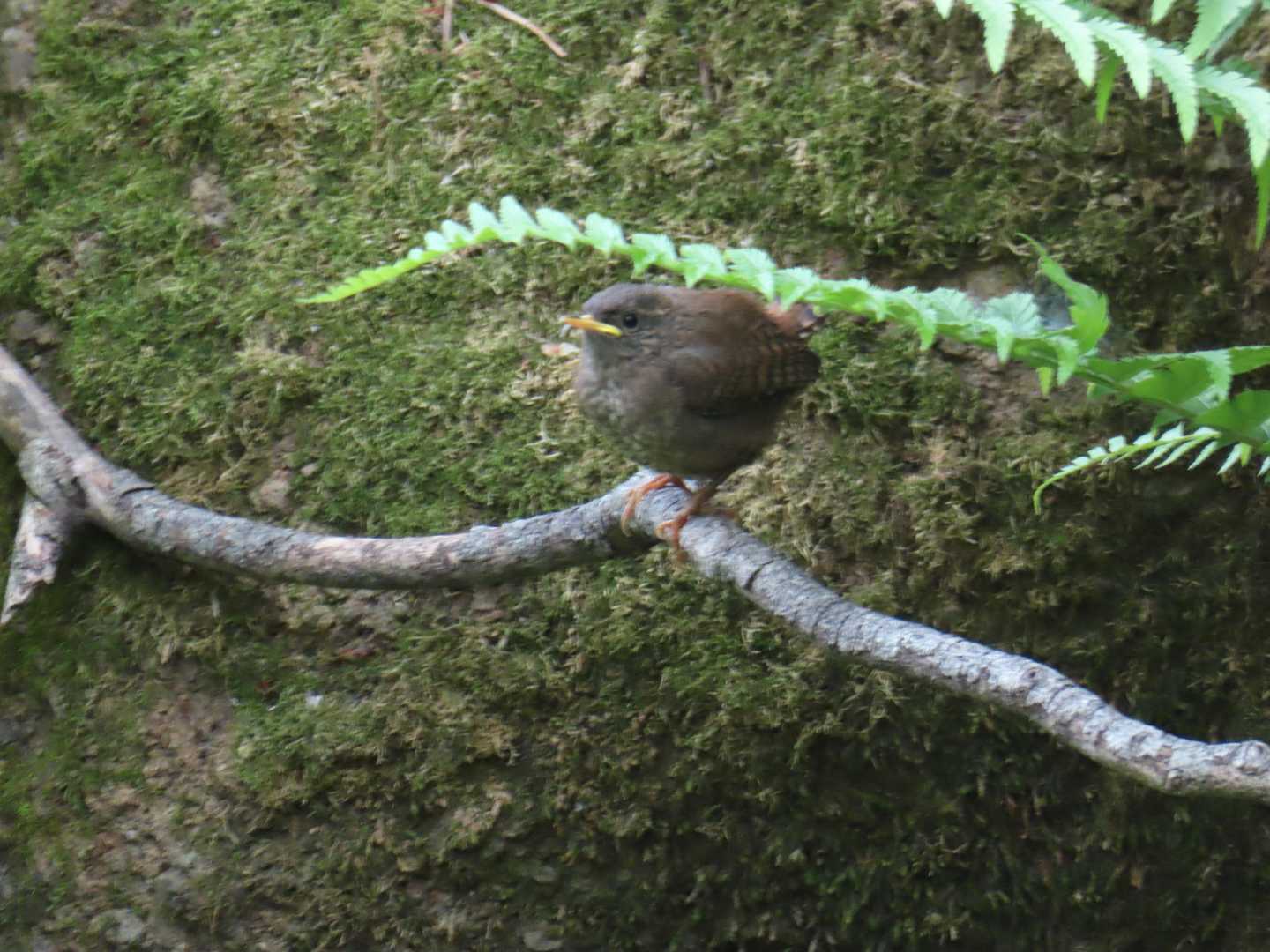 熊ノ沢登山口-定山渓天狗岳 往復コースの写真