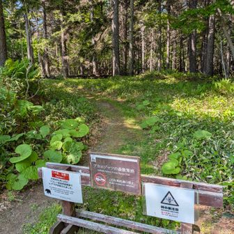 アカエゾマツの森散策路