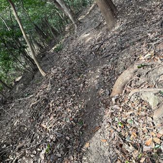 この踏み跡から降ってまた古い墓地を経由して何とか下山。