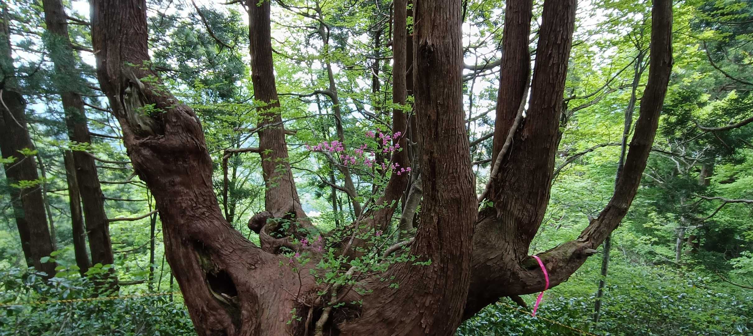 立派ですね！これって「株立ち」っていうのかな？天然？？