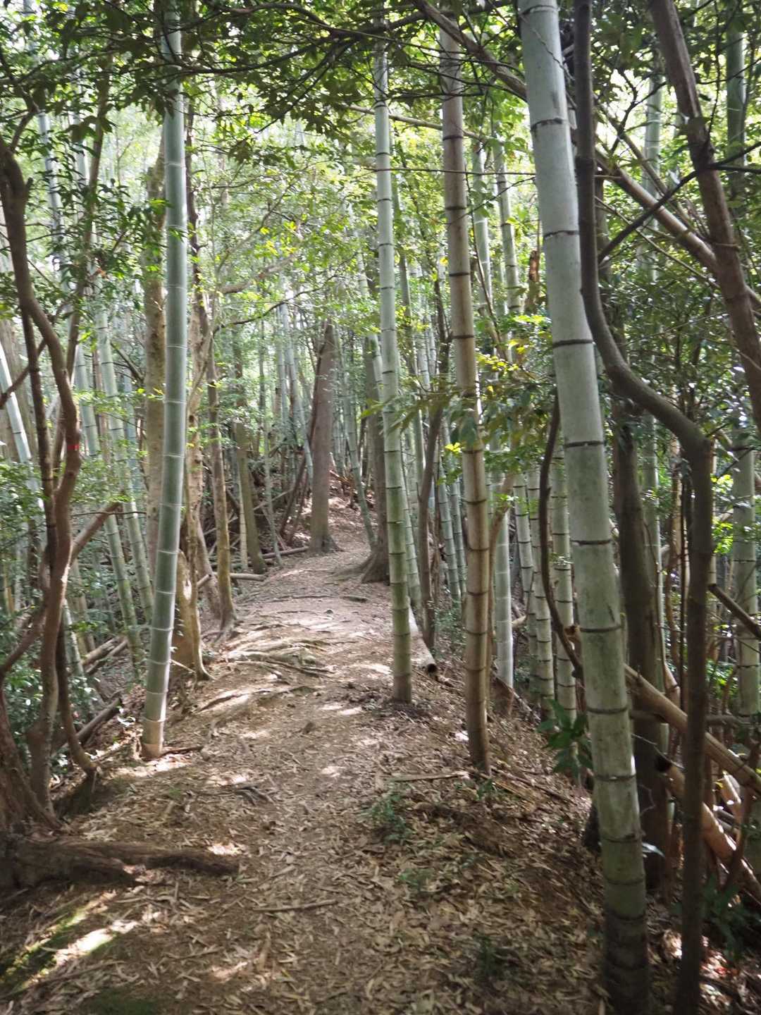 竹林です