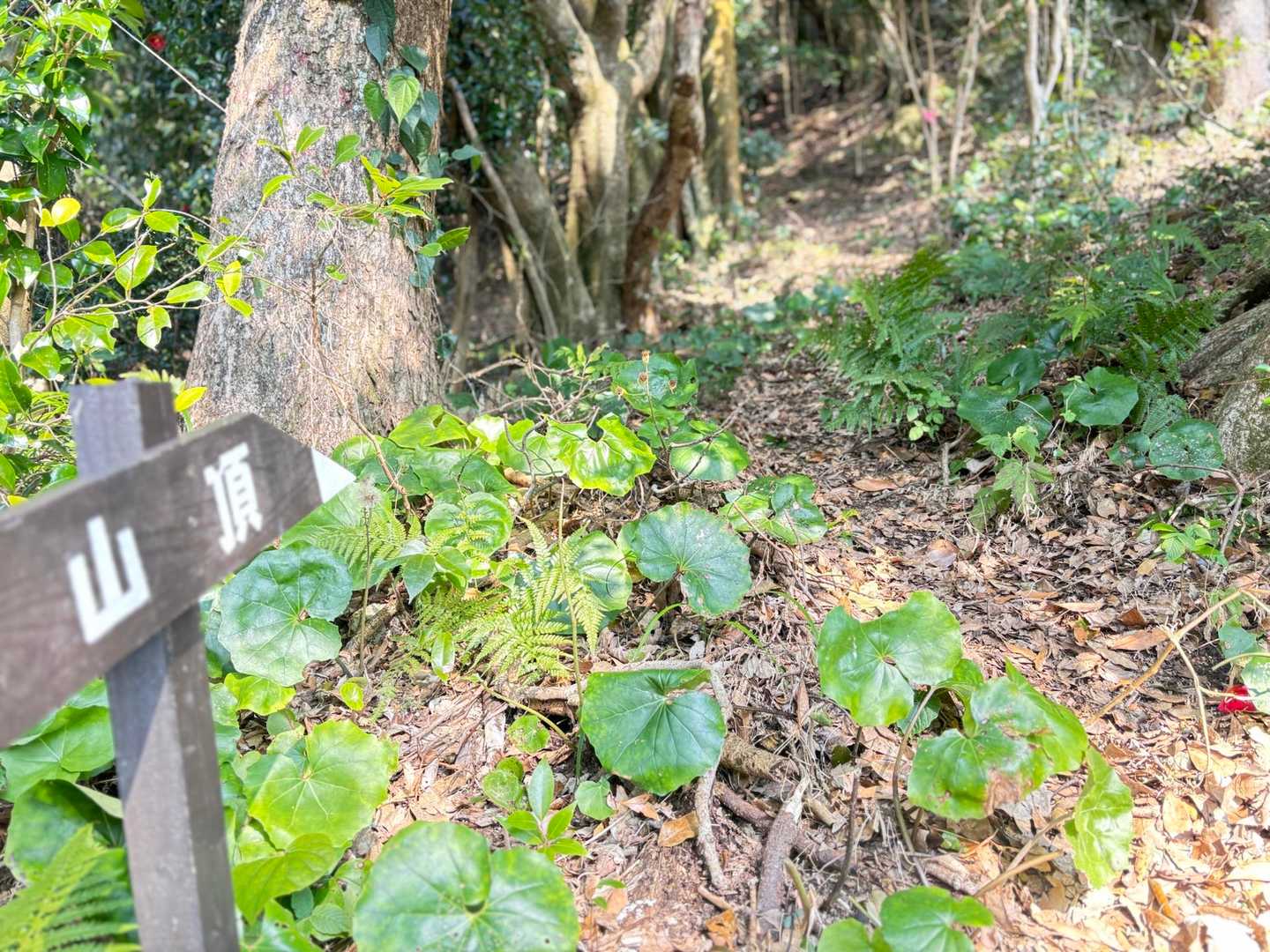 山頂に向かう🏃‍♀️