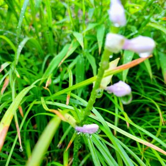 雨に濡れた植物が、生き生きしている。