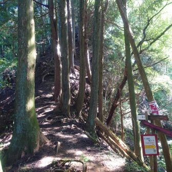 小雀の頭
本日はパス