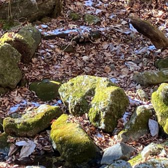 じっと見てると...怪獣かな？