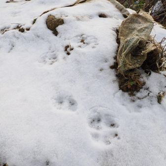 ウサギの足跡