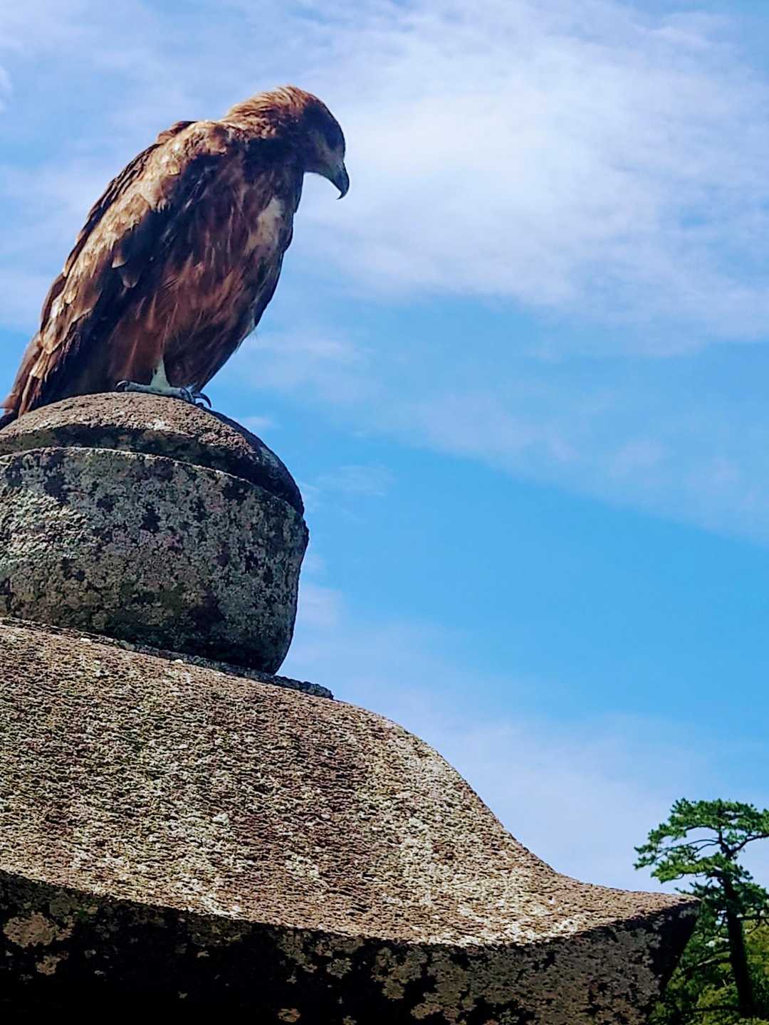 めっちゃ凛々しい🦅✨
