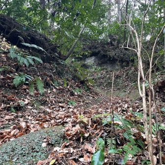 ここから降りてきました