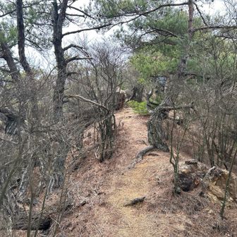 六甲アルプスの尾根筋　地味ですが。
何箇所か尾根筋に大きな岩があるが、岩の下を巻く。そのまま大きな岩を進むとストンと切り落ち、降りる事ができない。