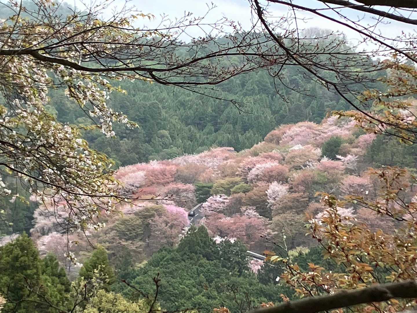 さすが吉野の桜🌸