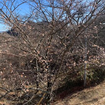 駐車場の近くでは寒桜がチラホラ🌸
