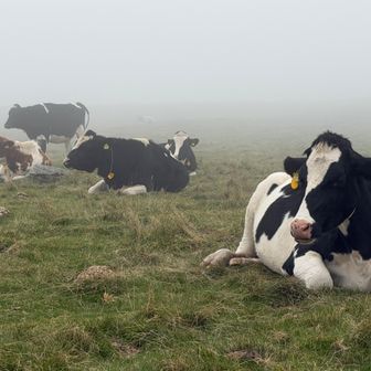 🐄