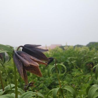 よっしー
