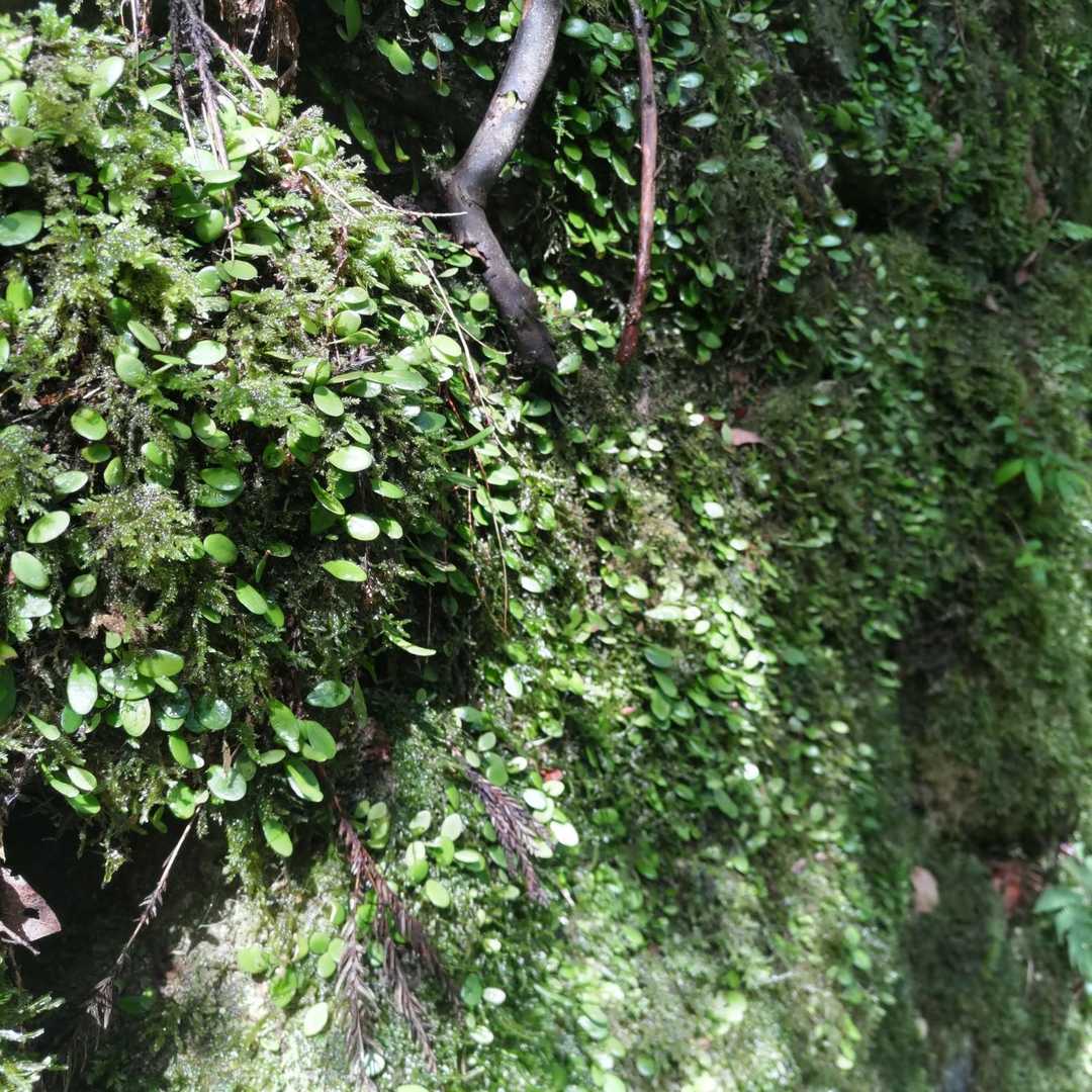 行く先々で、苔がキレイ💚
