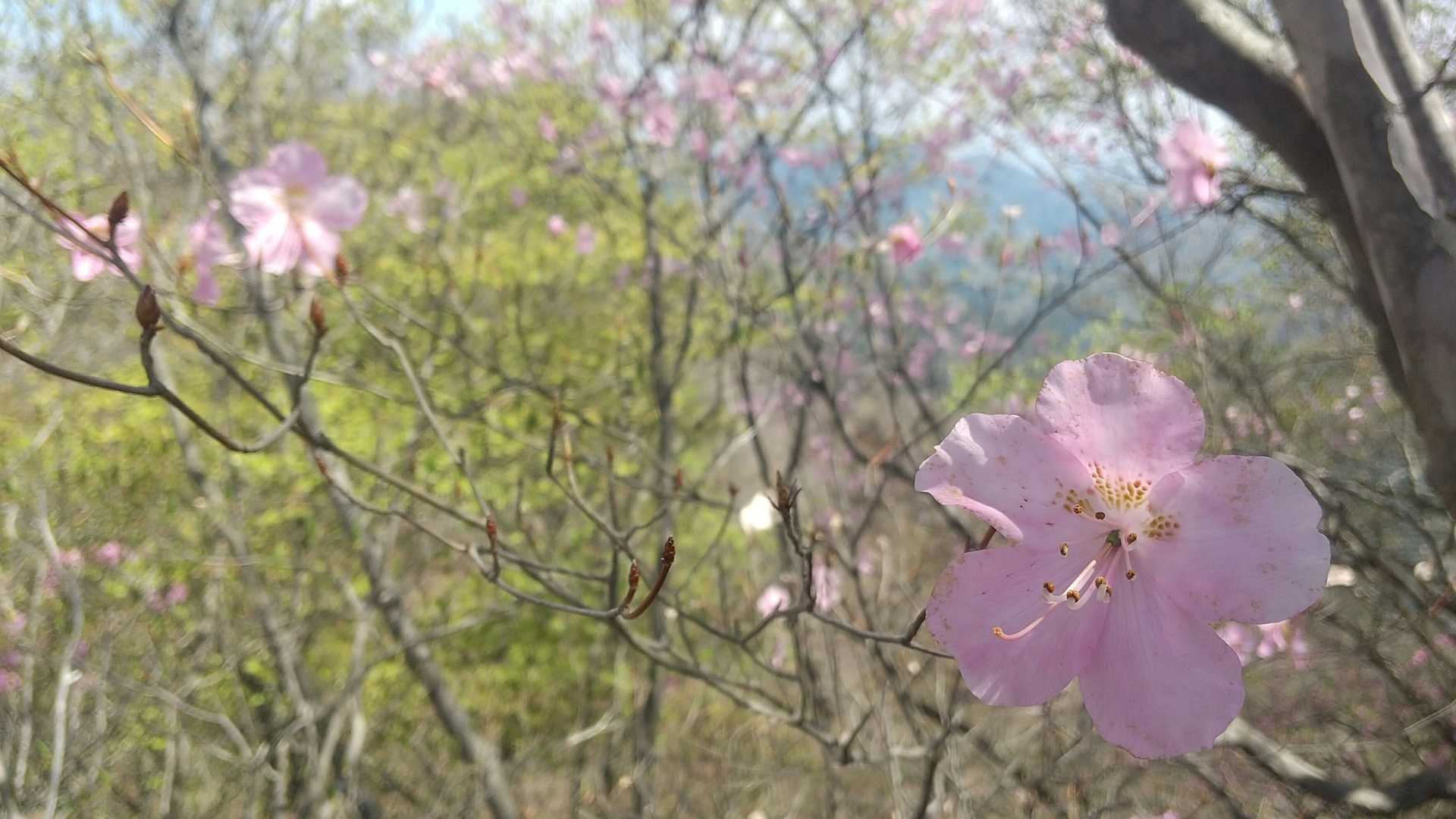 これがヒトツバナです🌺
ひとつの枝にひとつの花弁
群馬ではヒトツバナと呼びます 二つの花弁はフタツバナです