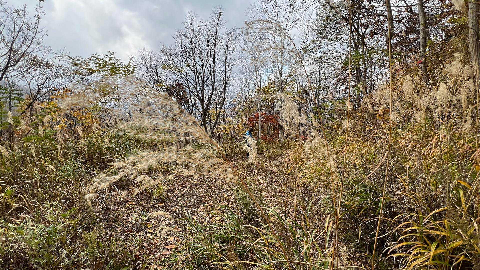 頂白山 往復コースの写真