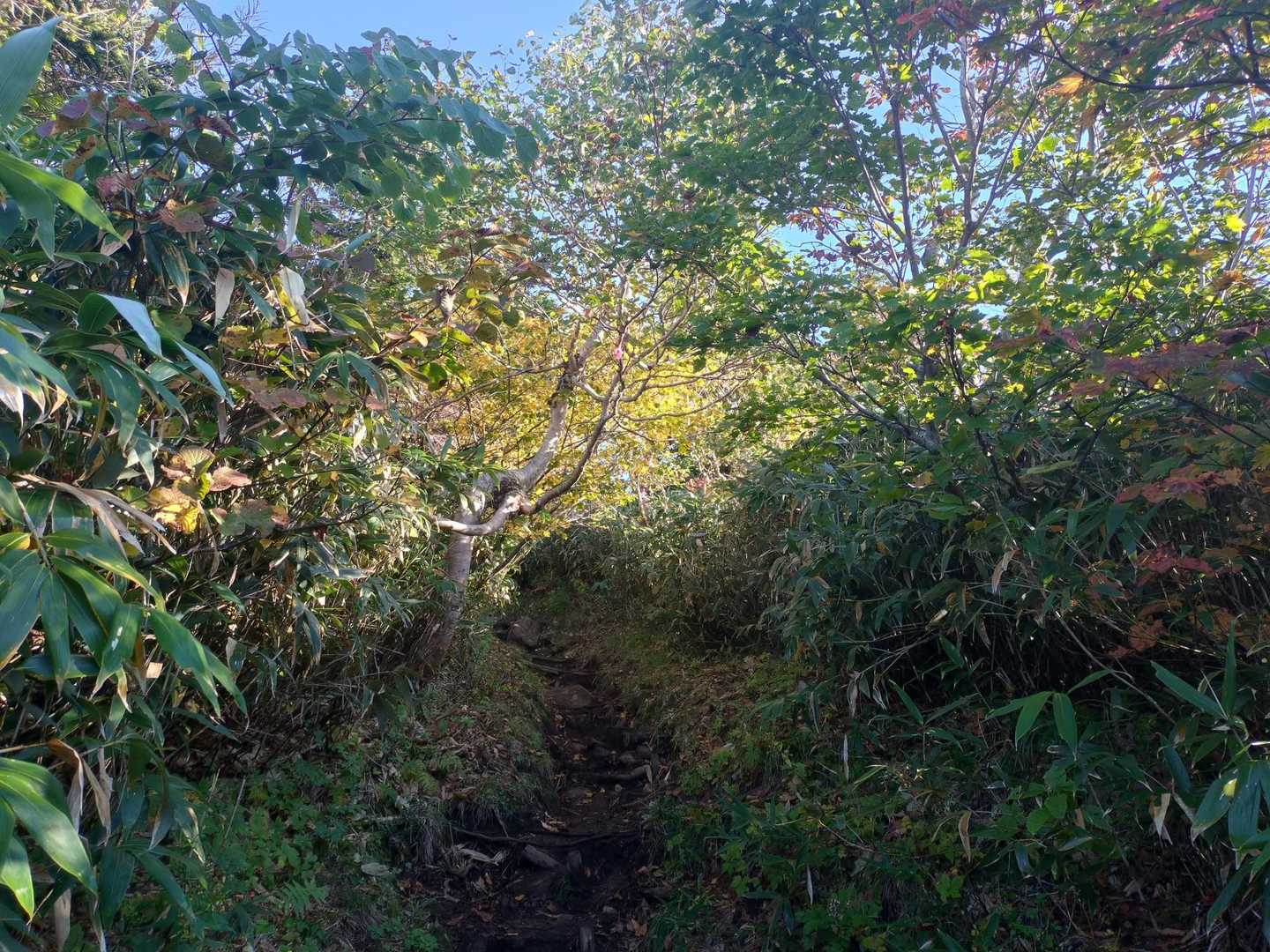 第3リフト降場-大松倉山-三ツ石山 縦走コースの写真
