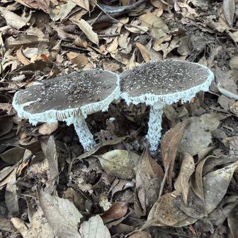 ヘビキノコモドキの仲間、またはテングタケの仲間