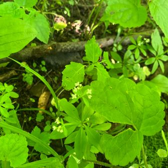 ウマノミツバかな